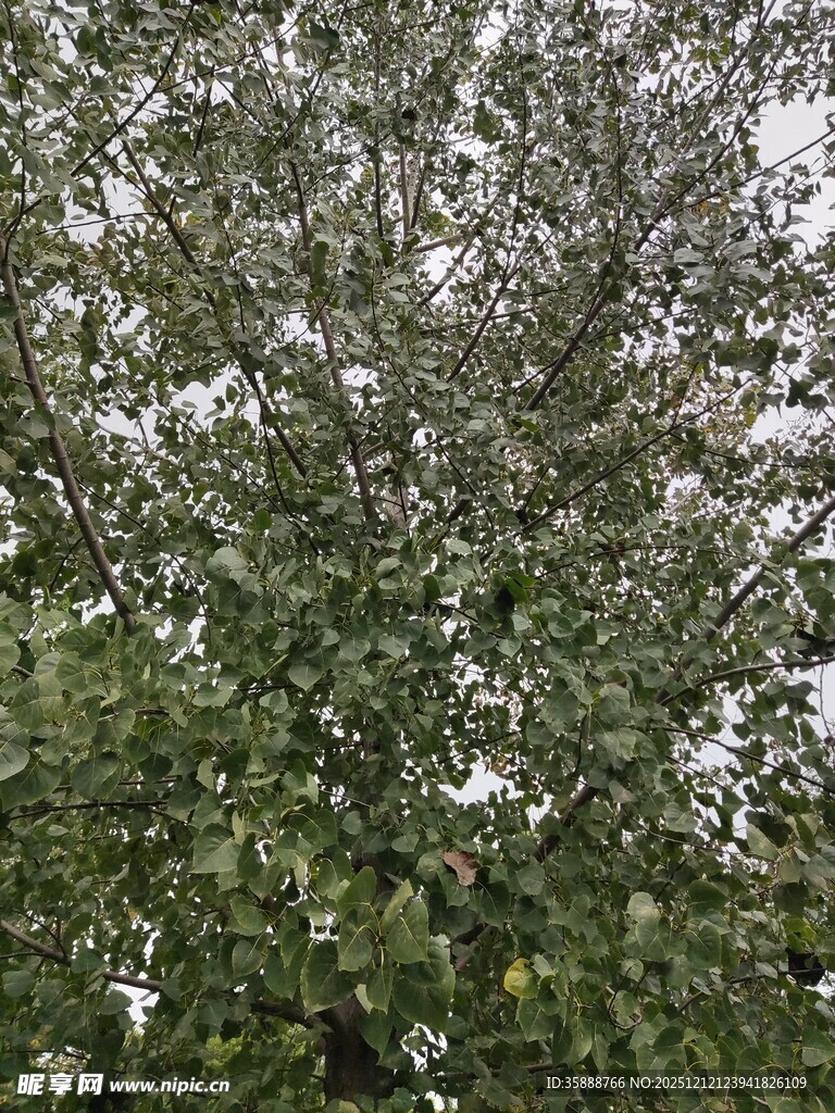 茂密枝叶的繁茂树木