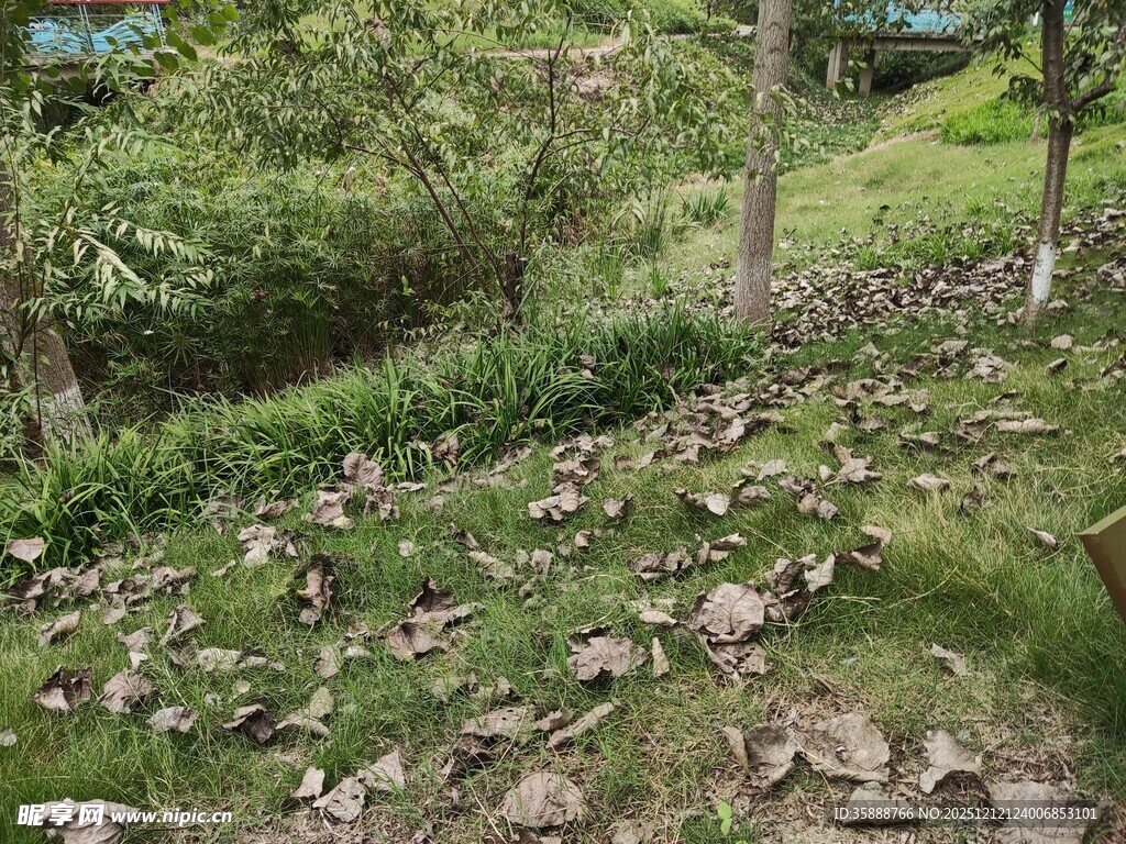 山林间散落枯叶的小径