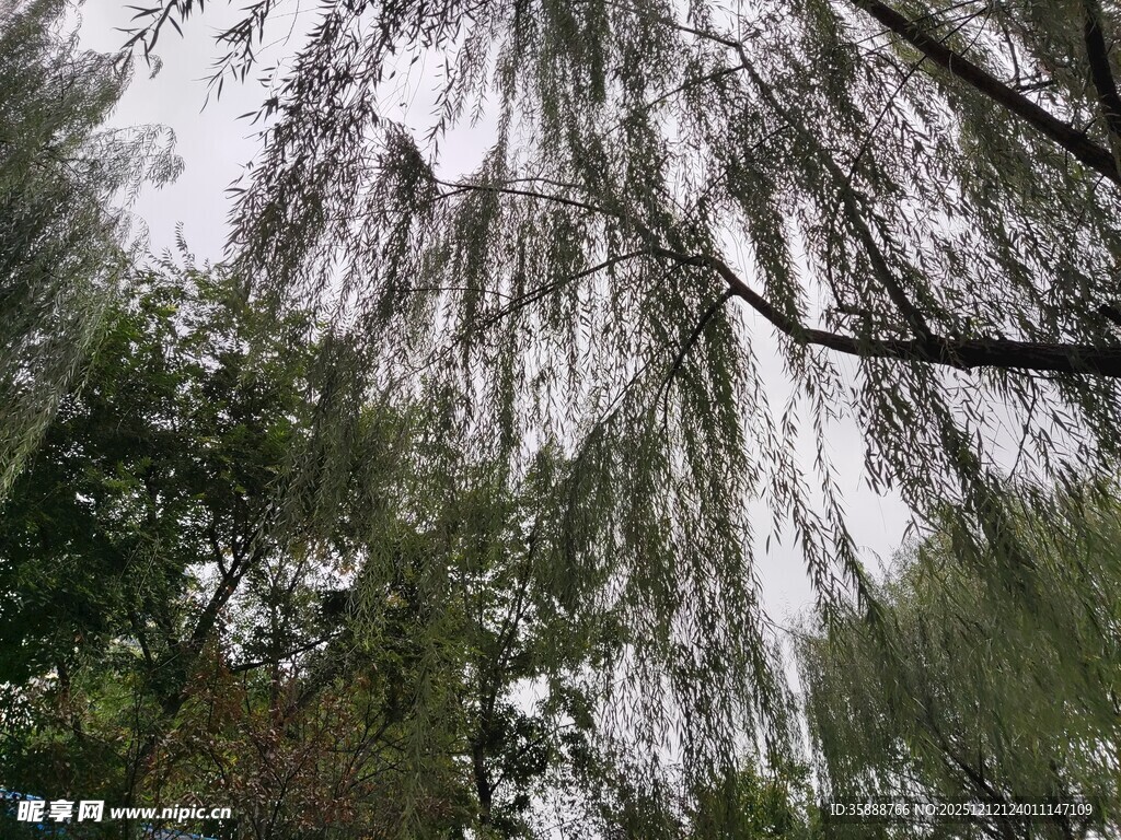 垂柳依依绿意盎然的景致