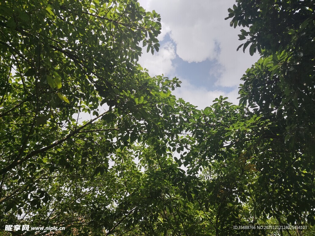仰视茂密树林中的天空