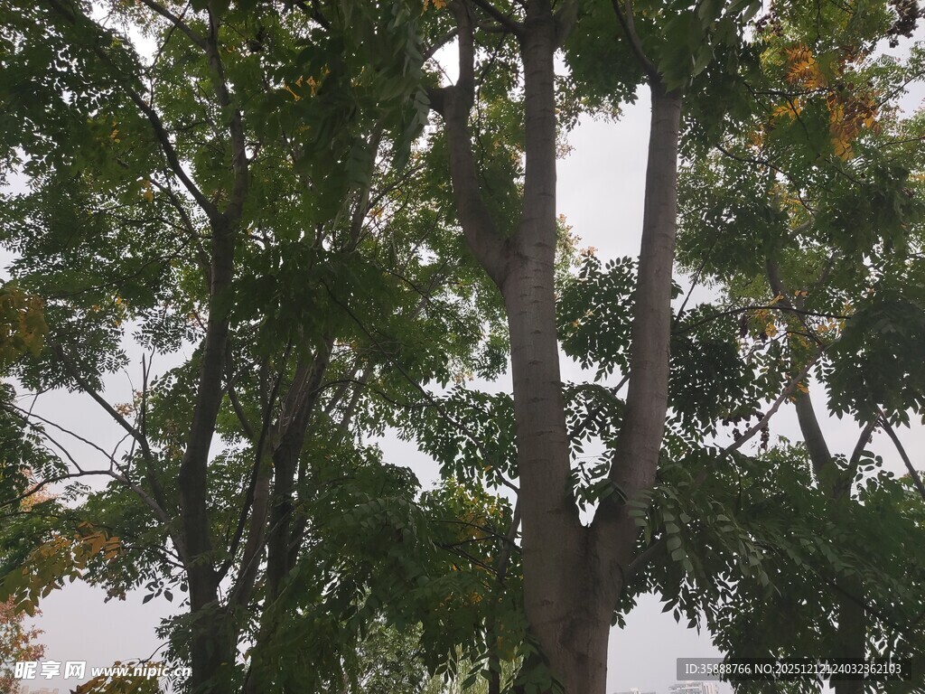 高大树木与繁茂枝叶