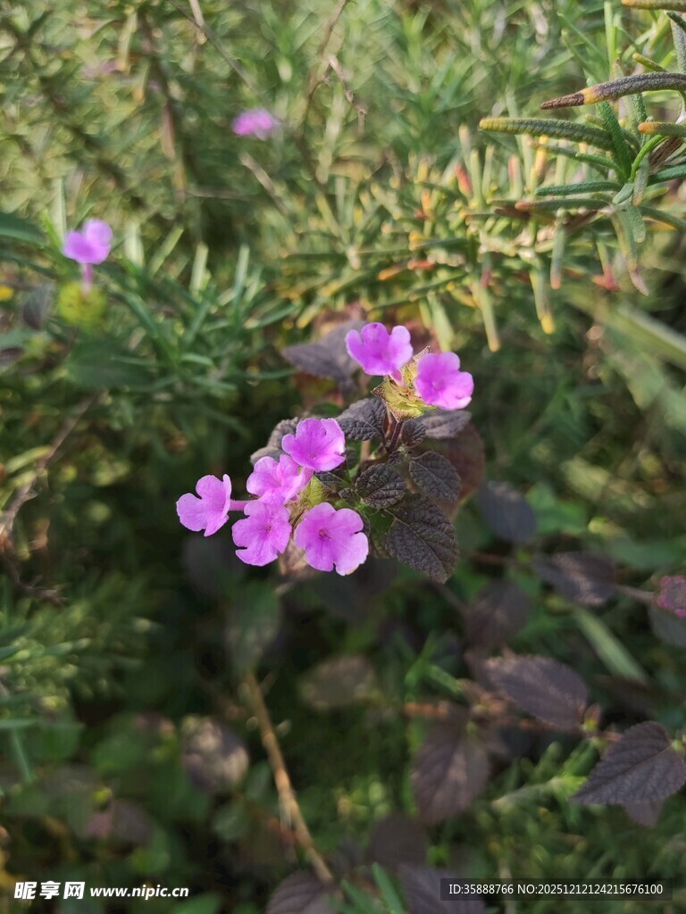 紫色小花点缀绿色植物