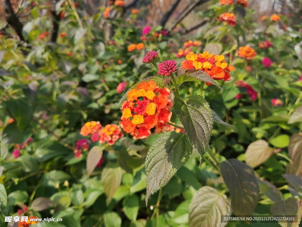 多彩马缨丹绽放