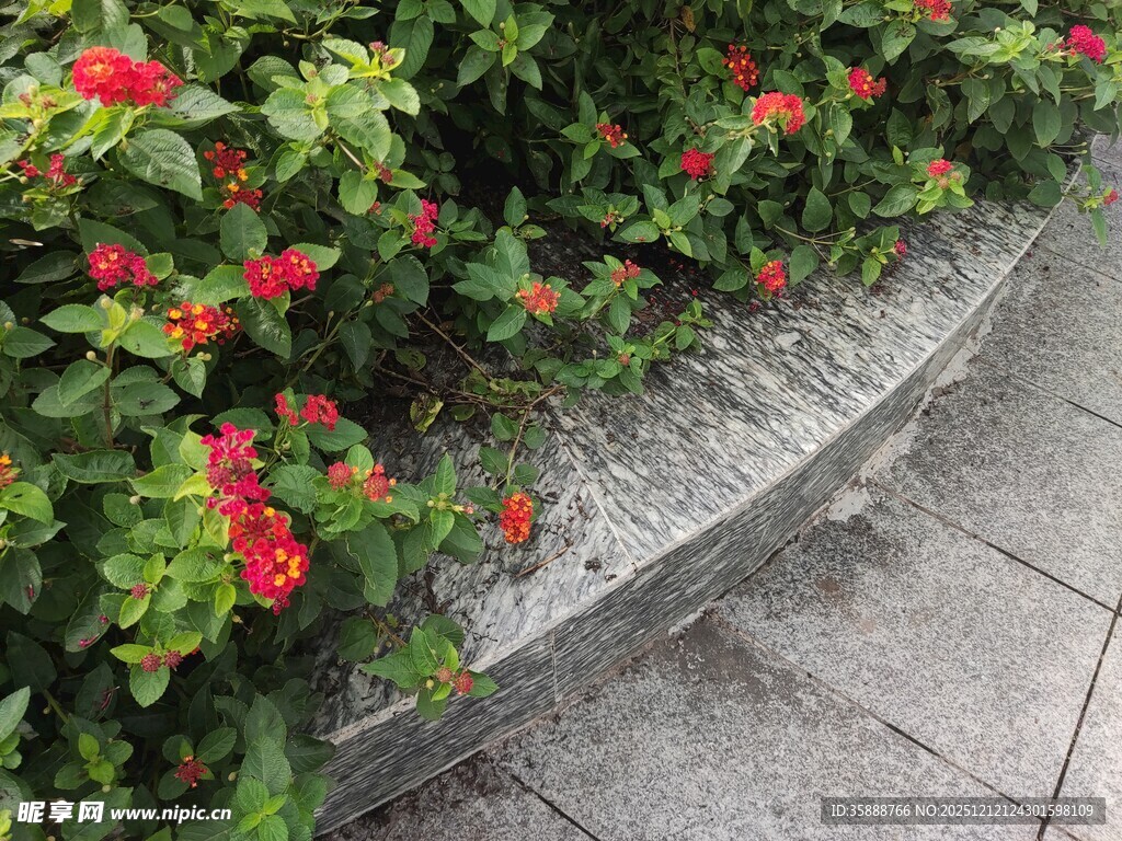 路边盛放的鲜艳花卉