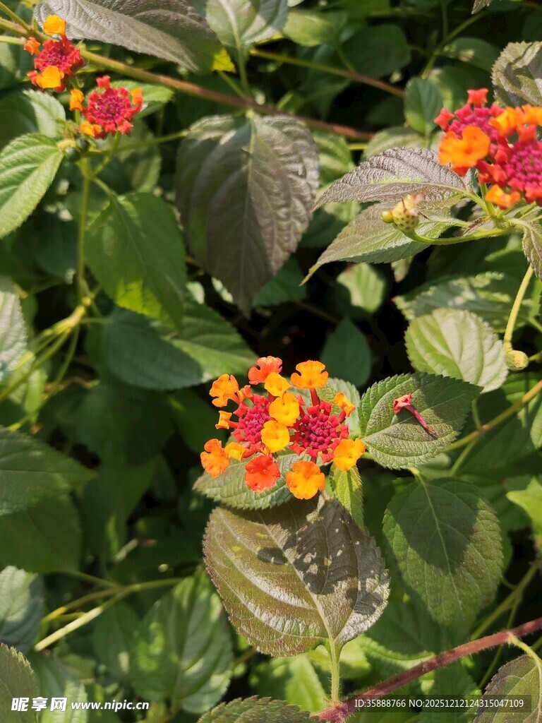 多彩马缨丹绽放绿叶间