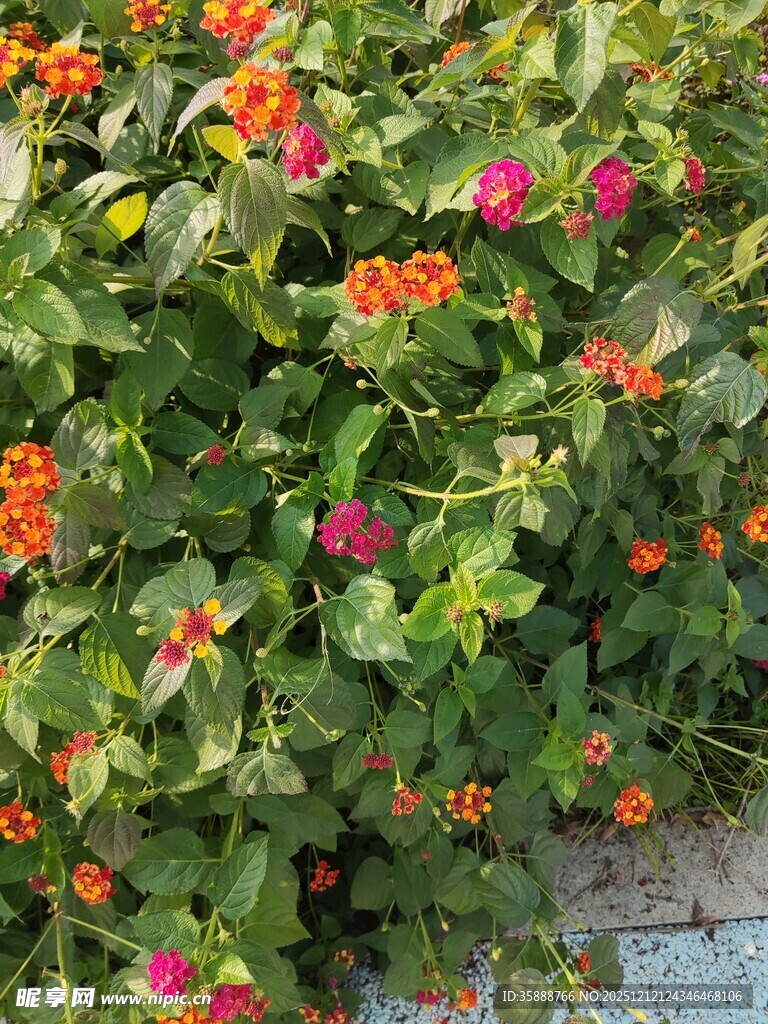 多彩花卉装点绿意墙面