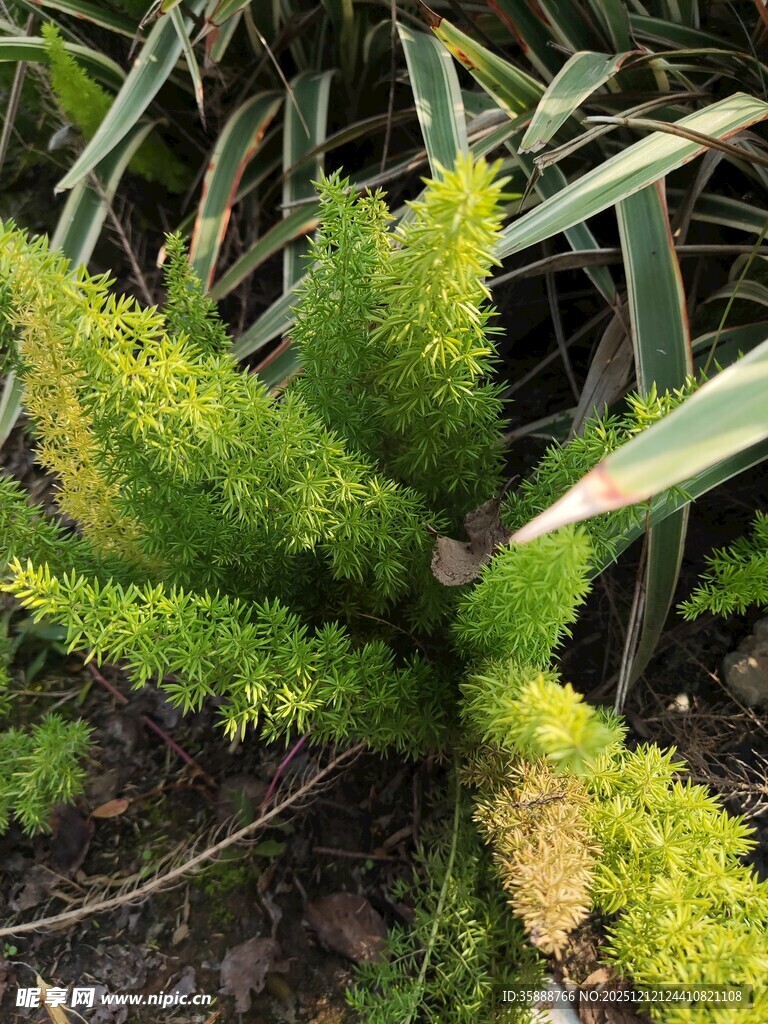 翠绿蕨类植物生机盎然