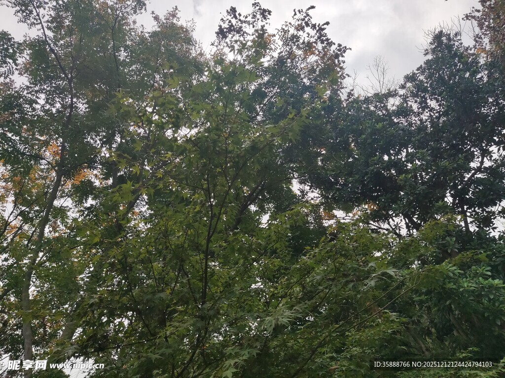 茂密树林绿意盎然