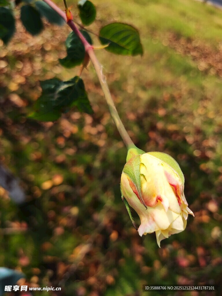 含苞待放的白玫瑰