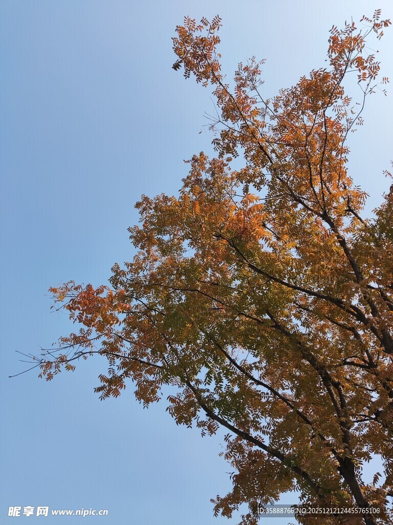 秋日树梢蓝天映衬斑斓叶
