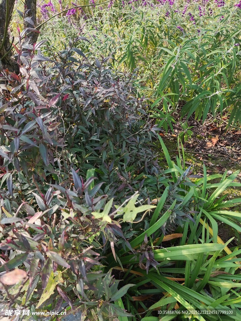 野外繁茂植物景观