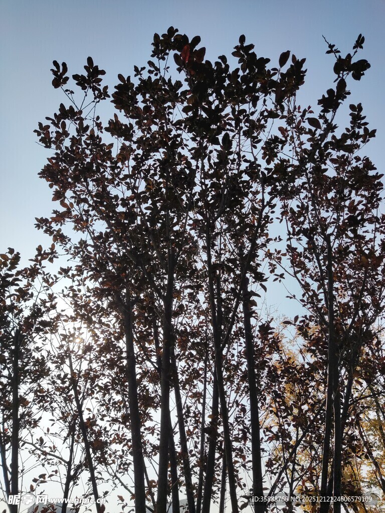 阳光下的挺拔树木