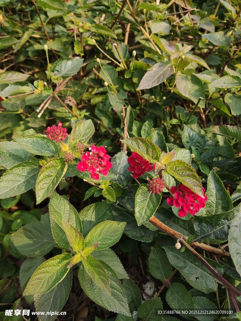 绿叶丛中娇艳的红色花朵