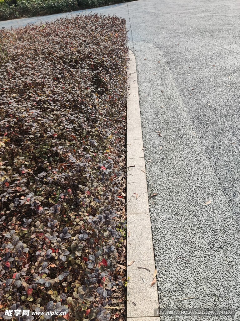 路边植物与灰色路面景观