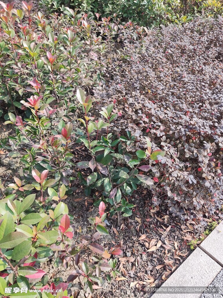 多彩植物景观