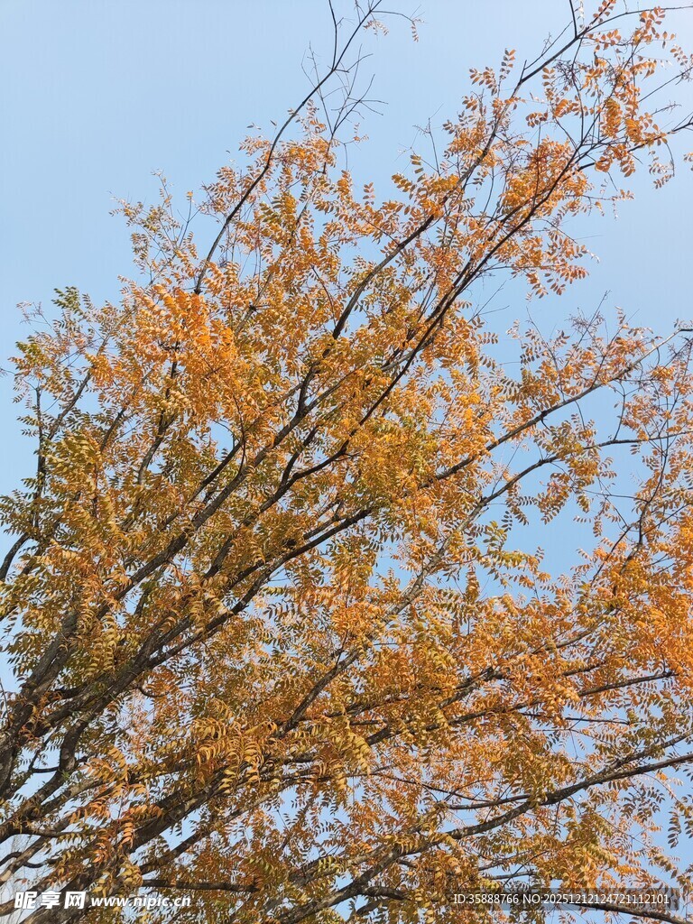 秋日金黄树枝映蓝天