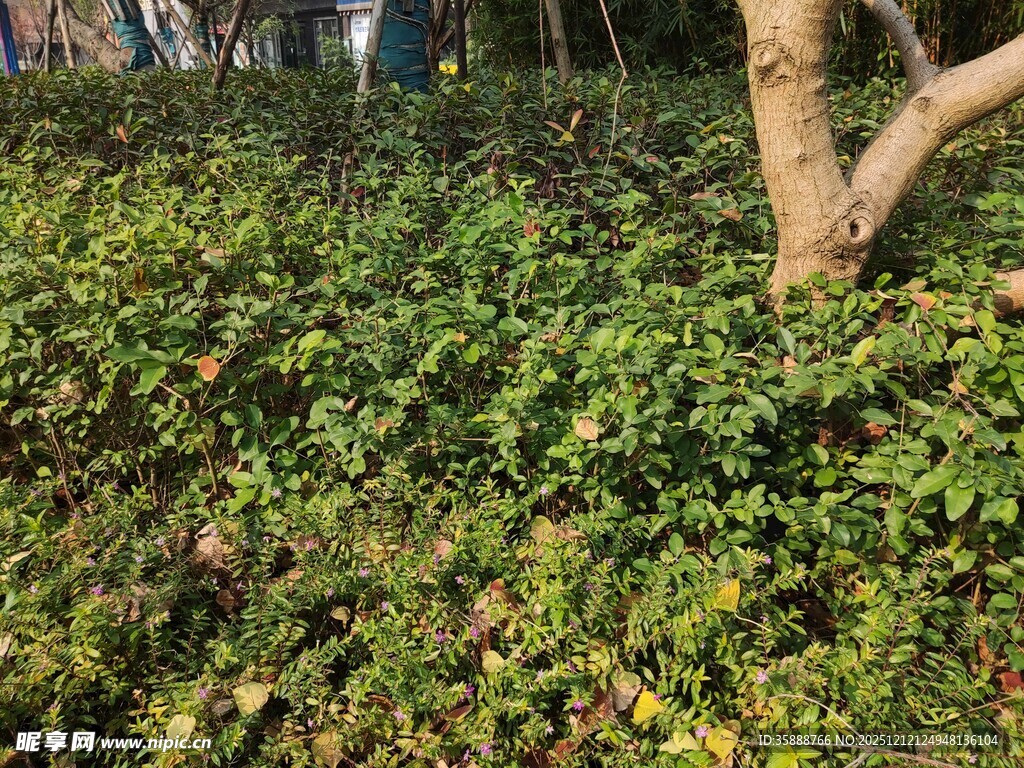 繁茂绿植环绕树干景象