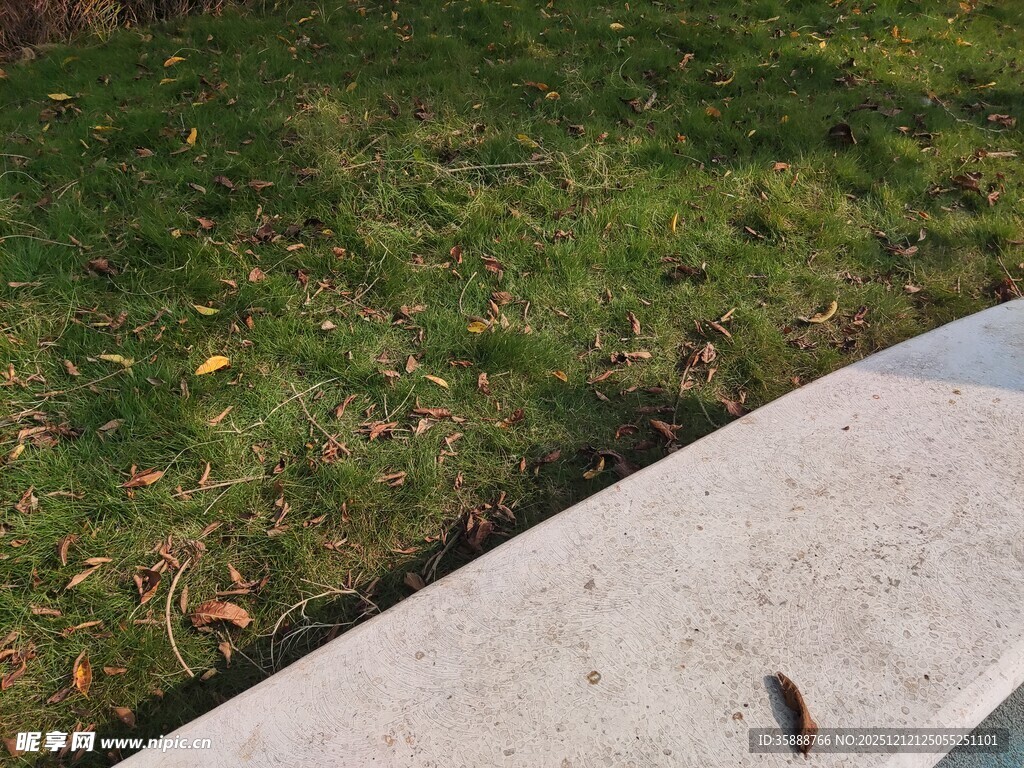 石板旁的草地与小昆虫