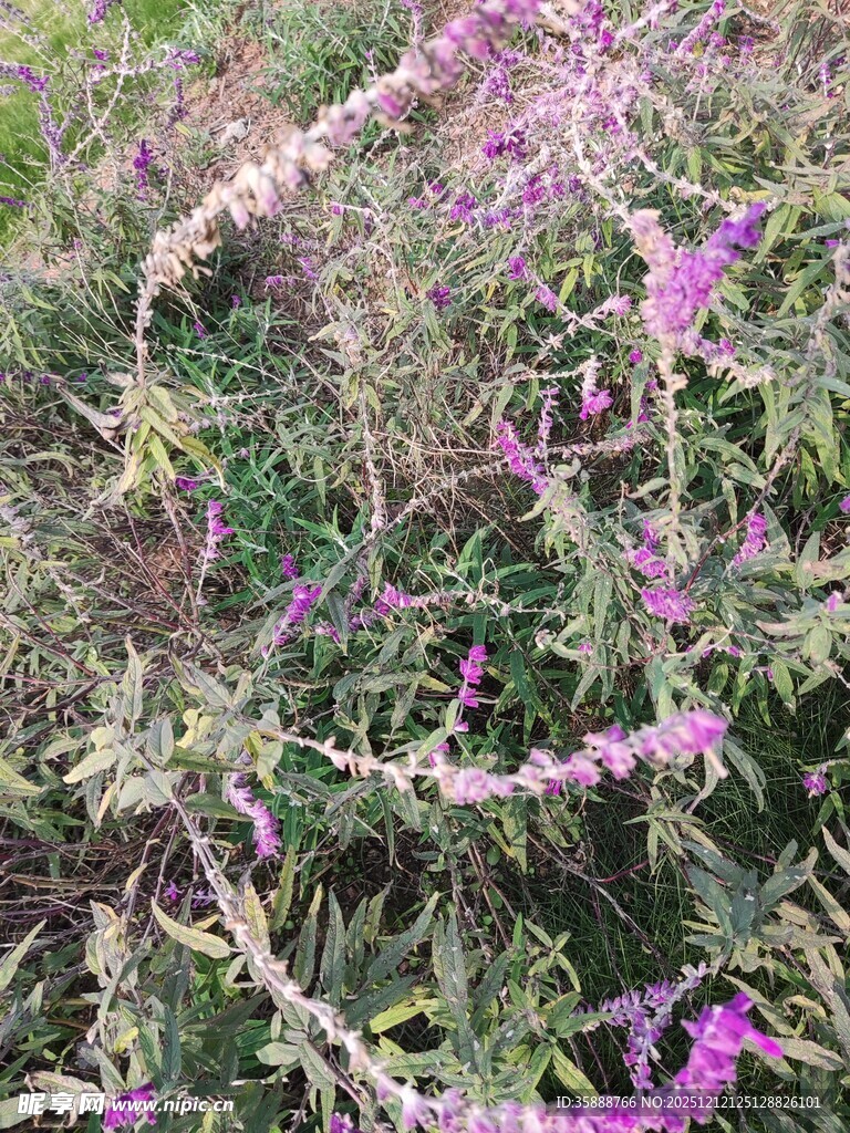 紫色野花绽放于草丛中