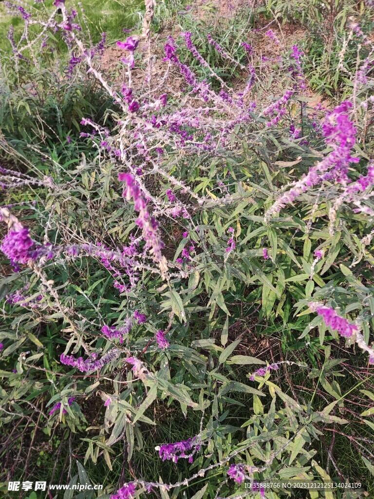 紫色花卉植物特写