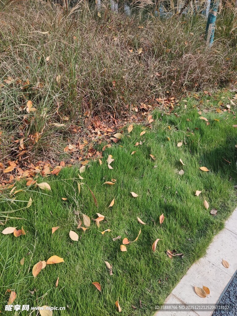 秋日草地落叶景致