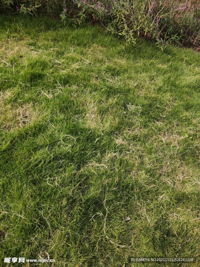 翠绿草地自然清新景致