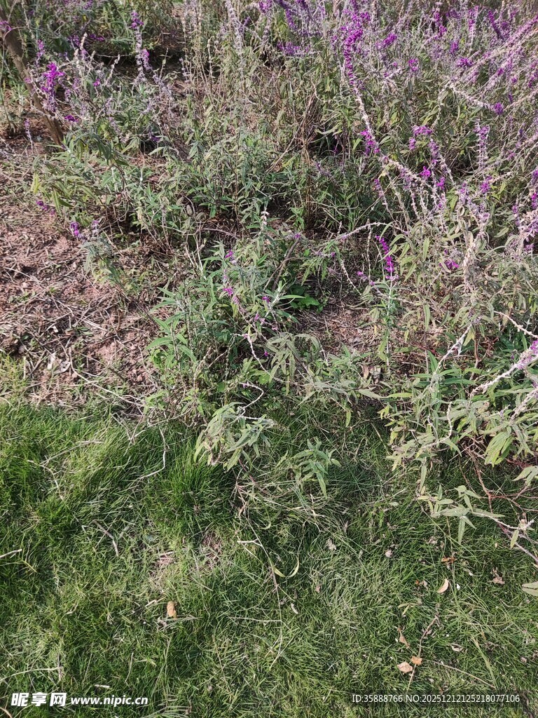 紫色野花与绿草景观