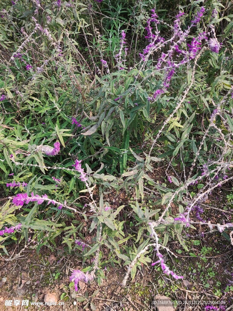 紫色野花丛中的自然景致