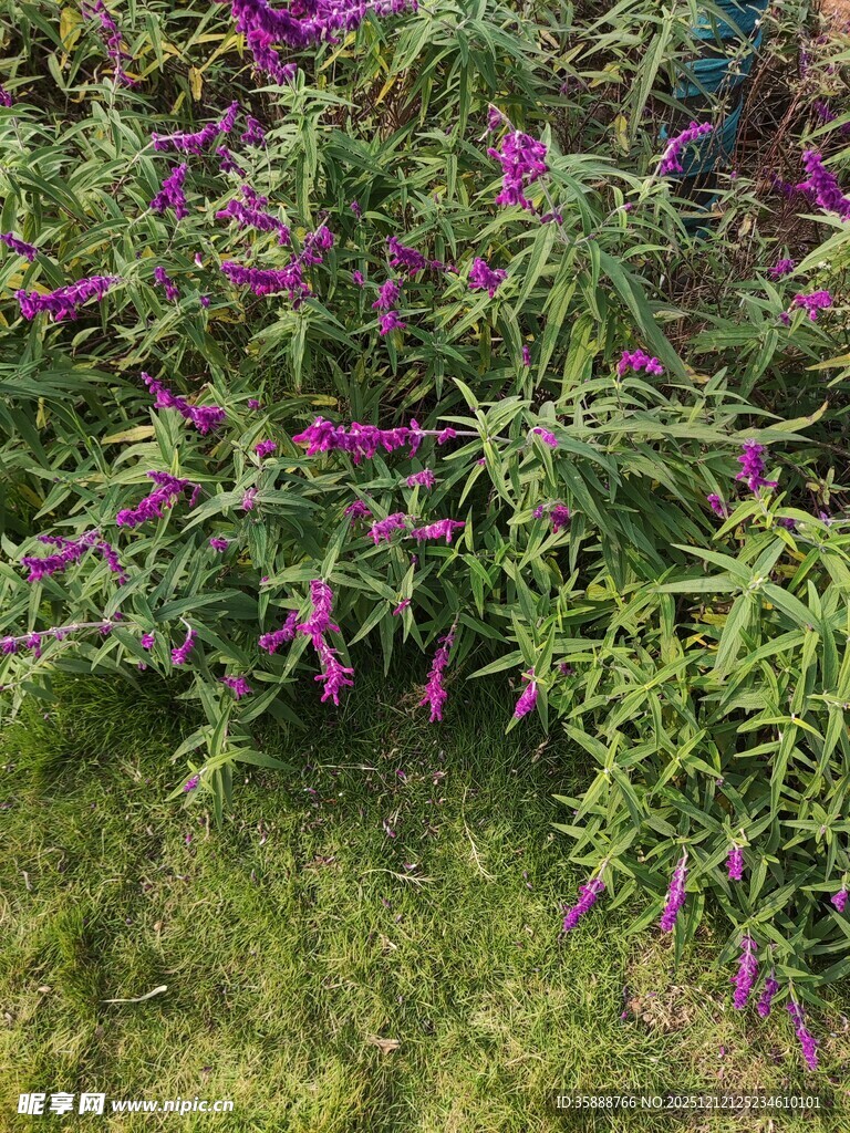 紫色花丛绽放于绿草地