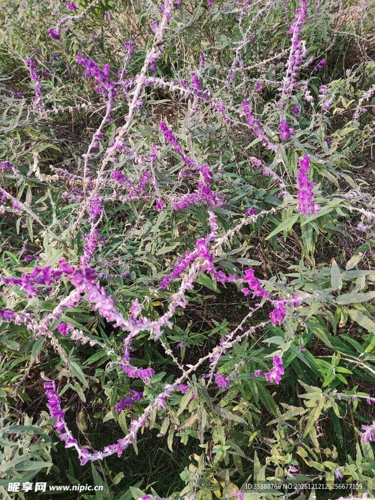 紫色花枝绽放的美丽景象