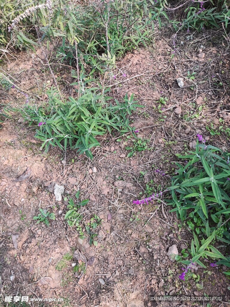 地面上的绿色杂草