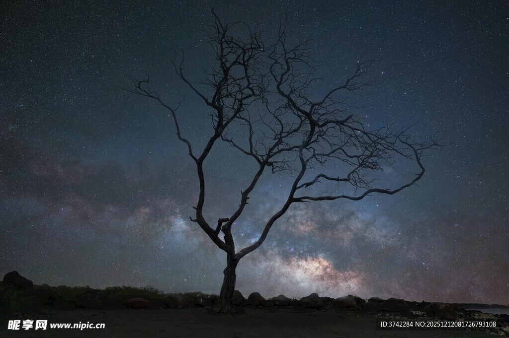 夜空中孤独的枯树剪影