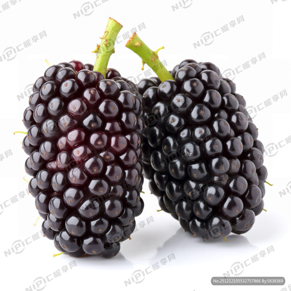 生成一张桑葚图片 有两颗桑葚