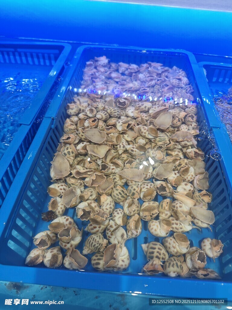 蓝色筐中装满新鲜牡蛎