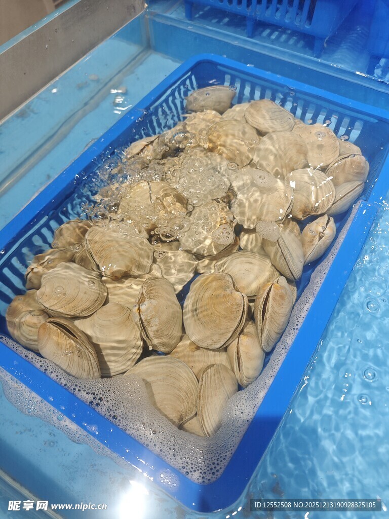 蓝色容器中的新鲜蛤蜊