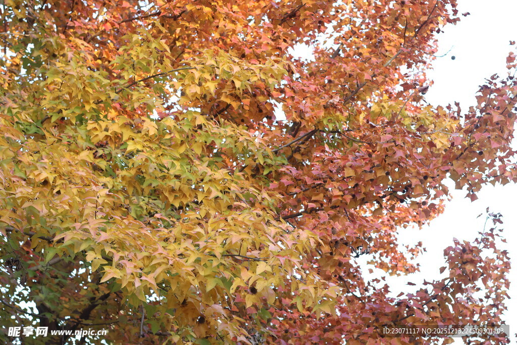 秋日斑斓树叶美景