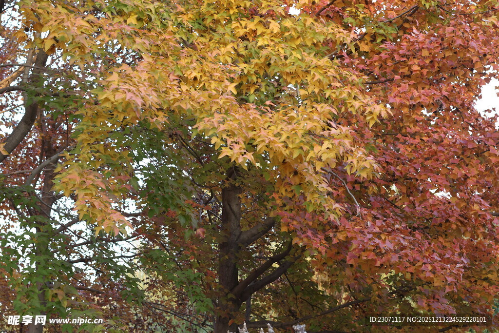 秋日斑斓树木景观
