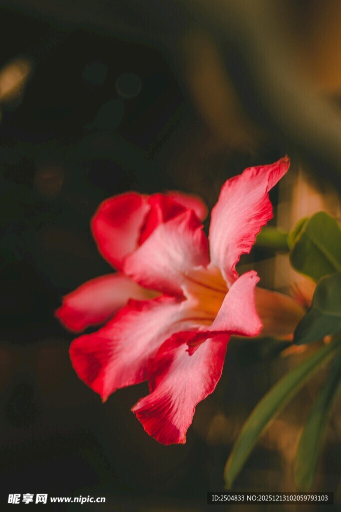 娇艳绽放的粉红色沙漠玫瑰