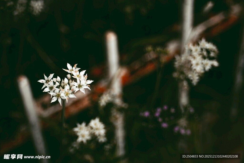 枝头雪花绽放的美丽瞬间