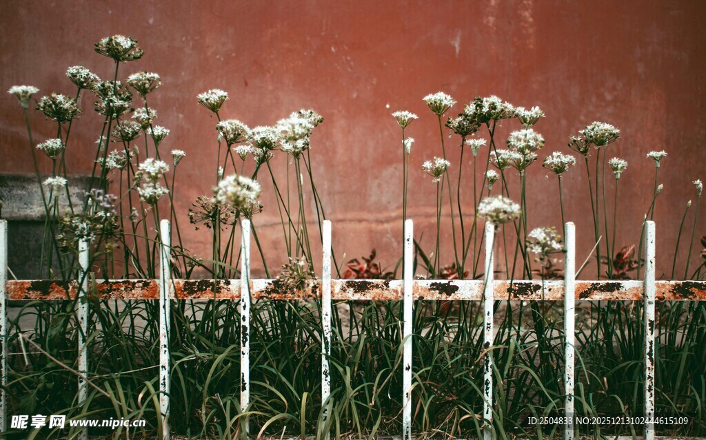红墙前绽放的白色花卉
