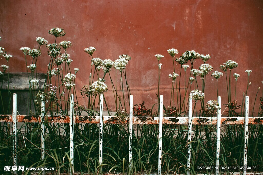 红墙下的白色花卉景致