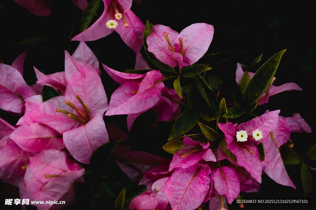 娇艳粉色花卉特写