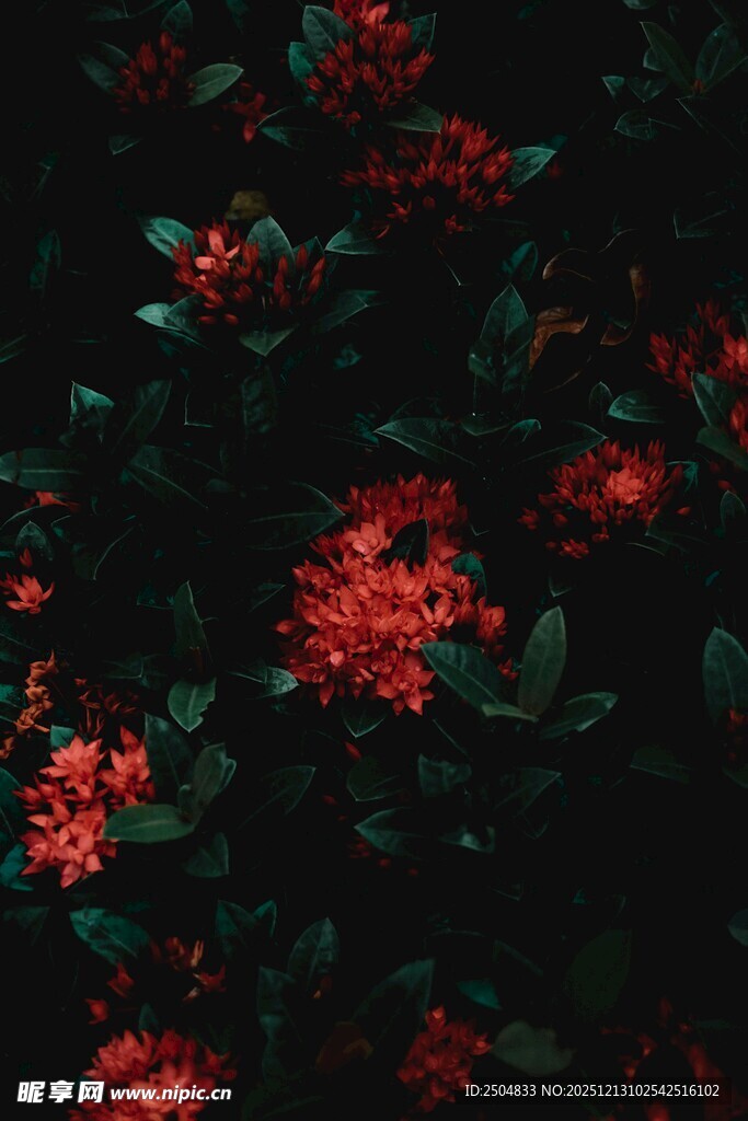 深红花卉与绿叶交织画面