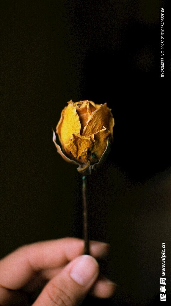 手持枯萎黄玫瑰