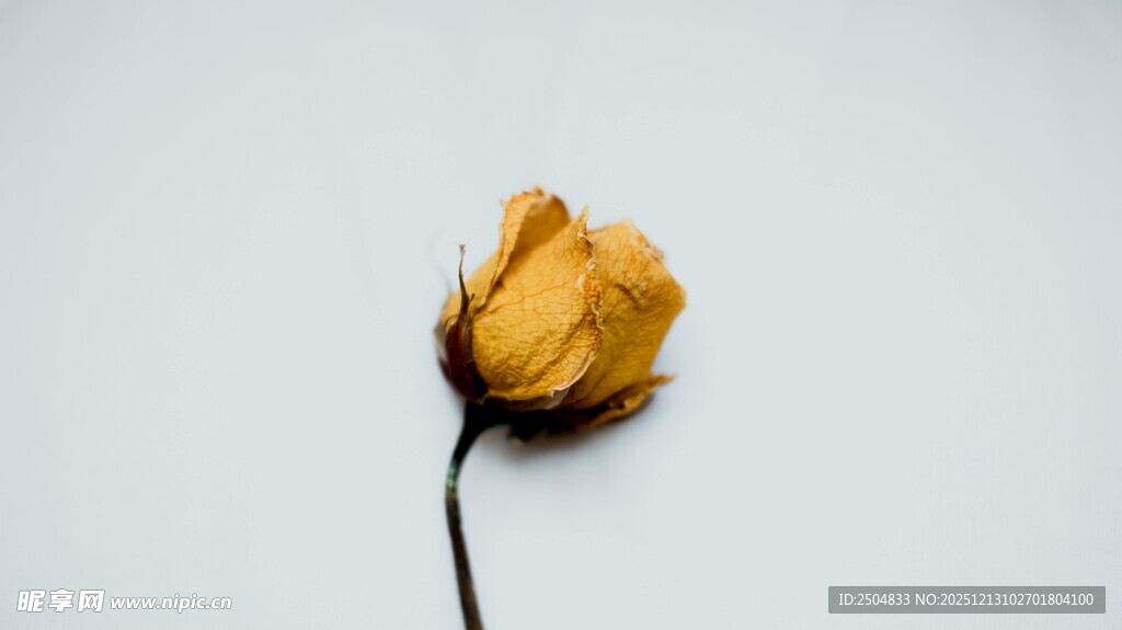 枯萎黄玫瑰
