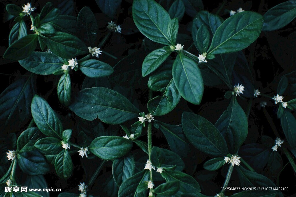 翠绿叶片间的白色小花