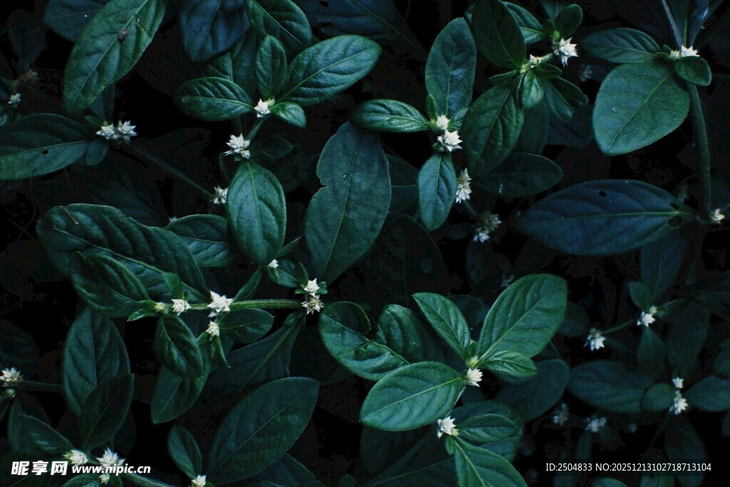翠绿叶片上的白色小花