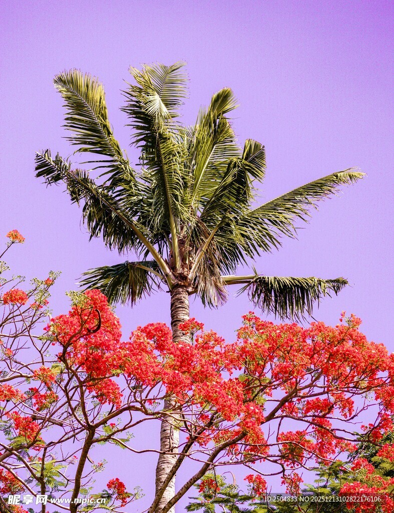 棕榈与红花相映成趣