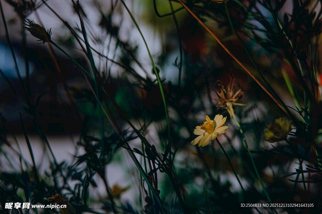 带刺植物中的黄色小花