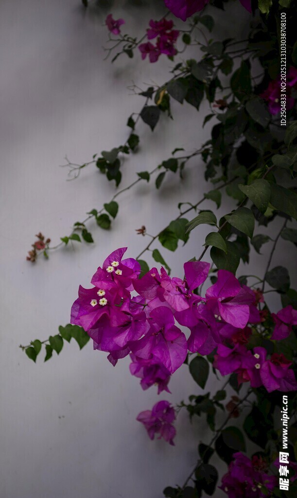 墙边绽放的艳丽三角梅